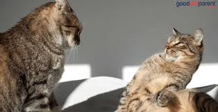 Heartbreaking photos show rescue animal so depressed he just stares at the wall after the chance for a new home fell through march, the adorable pit bull. Non Recognition Aggression Syndrome In Cats Good Pet Parent