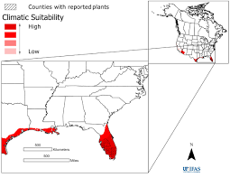 Image result for Mesosphaerum pectinatum