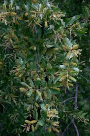 Image result for Combretum imberbe