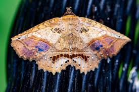 Image result for Habenaria attenuata