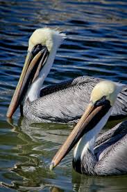 Pelicans Search For Food At Siesta Key Sarasota Florida Usa Photo By Debi Pittman Wilkey Sarasota Sarasota Florida Manatee Park