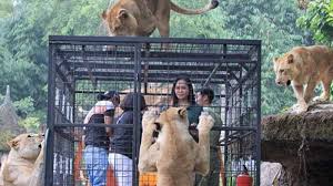 Promo taman safari dengan kartu kredit. Taman Safar Bogor Wahana Panda Hotel Promo Tiket