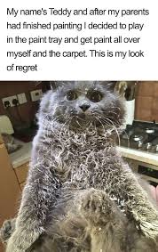 Pin On Love Love Love The Kitties