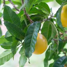 Image result for Pouteria altissima