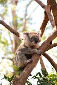 Don T Go To Australia Without Understanding These 50 Things Port Macquarie Australia Australia Travel