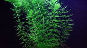 List of aquatic plants for betta fish. 22 Easy Betta Fish Plants For Beginners The Complete Guide