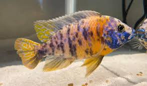 Add tank water to a measuring cup or other. 12 8 Euthanizing A Fish