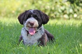 Symptoms can begin with mild panting and dry nose or mouth and. Spotting Dehydration In Dogs Reed Animal Hospital