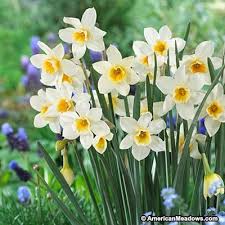 Pin On Narcissus Jonquilla Jonquil