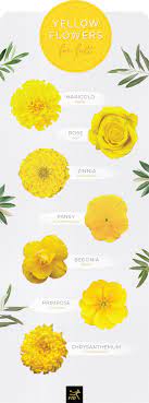 Flowers are the perfect way to tell someone how you feel about them, be it romantic love, passion, adoration or another popular flower especially for weddings, carnations have several meanings associated with love the flower represents positivity and warmth, with its cheerful yellow hues. 30 Types Of Yellow Flowers Ftd Com