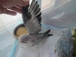 Birds For Sale In Florida Ice Blue Quaker With Perl Design For Sale At Friendly Bird Aviary Parrotlets For Sale Bird Aviary Parakeet
