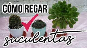 Lo primero que debes hacer entonces es trasplantarlo a una maceta más. Como Regar Cactus 2 Metodos Para Regar Suculentas Youtube