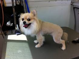 Long Hair Chihuahua Lion Clip Google Search Long Haired Chihuahua Chihuahua Grooming Style