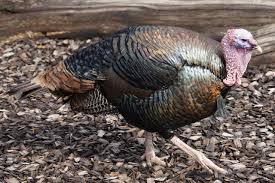 Folosind drept model schita completata cu raurile si lacurile din america de nord elevii vor completa schita oarba si schita cu numere. Curcanul Meleagris Gallopavo PasÄƒre De Vanat Din America De Nord DeÈ™tepÈ›i Ro