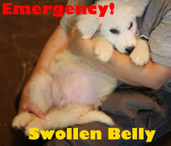 When we palpate your dog, or when we feel your dog's abdomen as part of the exam, we'll often find a large spleen or a tumor. Why Does My Dog Have A Swollen Belly Pethelpful