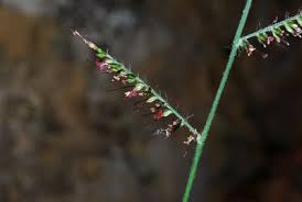 Image result for Poecilostachys oplismenoides