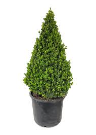 Image result for Buxus
