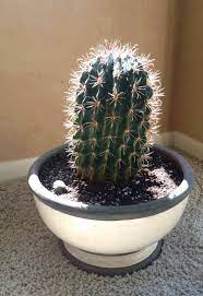 Growing Cactus Plants In Cold Winter Climates Cactus Plants Plants Cacti And Succulents