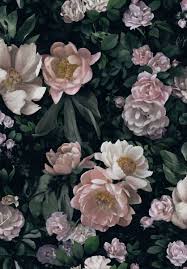 Synonyms rosa 'the new dawn'. New Dawn Rose 7234 From Borastapeter Familywallpapers