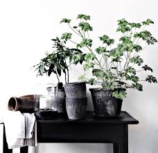 Pin Von Roses Et Confettis Auf Deco Terrasses Et Balcons Pflanzen Blumen Pflanzen Zimmerpflanzen