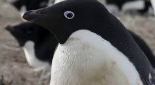 Penguenler Penguins Bir Adelie Pengueni Olan Steve In Babalik Imtihani 2020 Penguen Hayvanlar Hayvan