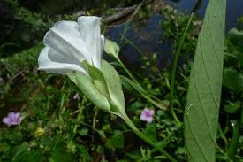 Image result for Aniseia martinicensis