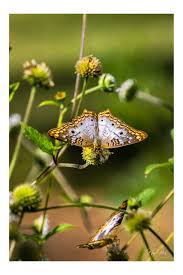 Image result for Mikania sagittifera