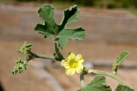 Image result for Cucumis prophetarum