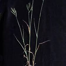 Image result for Urochloa brevispicata