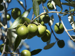 We did not find results for: Variety Olio Extra Vergine Di Oliva Biologico Organic Extra Virgin Olive Oil Proverbio