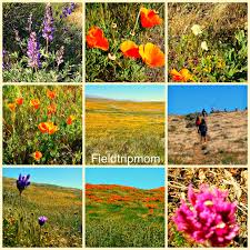 We did not find results for: Antelope Valley California Poppy Reserve Is In Full Bloom Field Trip Mom