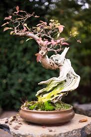 Though plants can be categorized into groups according to styles, shapes … actually, there are many types of bonsai trees, and perhaps nobody knows the exact number. Bonsai Japanese Bonsai Bonsai Tree Types Indoor Bonsai Tree