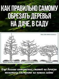 опрыскивание деревьев весной по фазам от болезней и вредителей Kak Pravilno Samomu Obrezat Derevya Na Dache V Sadu V 2020 G Sad Fruktovye Derevya Gidroponnoe Sadovodstvo