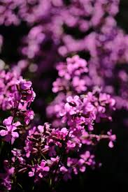 Image result for Silene kiwuensis