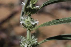 Image result for Acrotome inflata