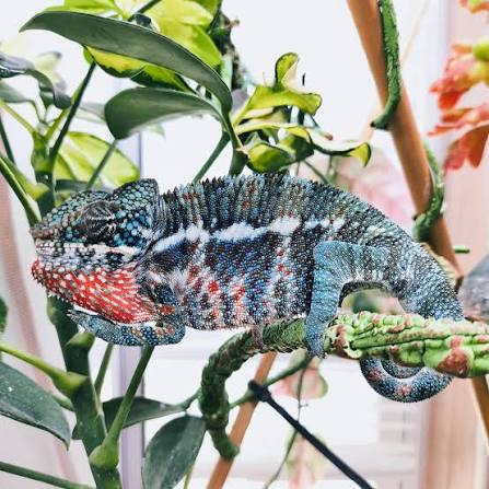 The true Pink Panther - Ankaramy always win my heart ❤️ #ankaramy  #pantherchameleon #madagascar