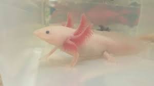 Blue Gill Melanoid Leucistic Axolotl Axolotl Baby Animals Cute Animals