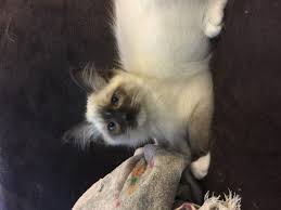 Don't miss what's happening in your neighborhood. Ragdoll Cats For Sale Littlestown Pa 199114 Petzlover