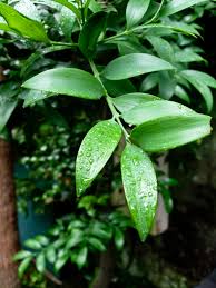 Image result for Nageia nagi