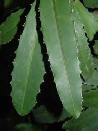 Image result for Brexia