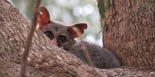 The possum's side of the story. 5 Amazing Facts About Brushtail Possums Echidna Walkabout Tours