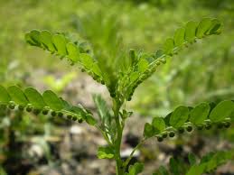Image result for Phyllanthus fraternus