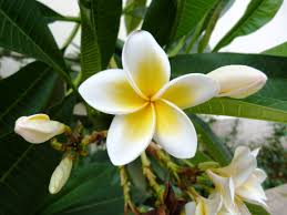 Frangipani Plumeria Rubra Hawaiin Lei Flower Offerbloem Of Tempelboom In Garden At Anna B Missiria Rethy Jasmine Flower Tattoos Jasmine Flower Flower Lei