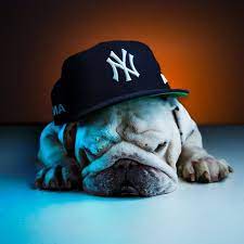 Sammy The Bulldog Sammytheenglish Instagram Photos And Videos English Bulldog Bulldog Lover Ny Yankees Hat