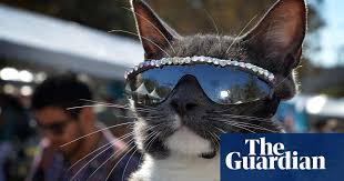 Are you sure you need an emergency vet? How Much Do You Spend On Your Pet 3500 For A Diabetic Cat And Other Expenses Us Personal Finance The Guardian