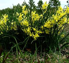 Mini Daffodil Hawera Daffodils Rock Garden Plants Tall Flowers