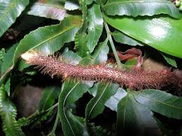 Image result for Davalliaceae