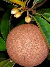 Image result for Manilkara zapota
