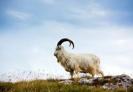 Why Is Cashmere More Expensive Than Other Kinds Of Wool Cashmere Cashmere Blanket Cold Weather Fashion