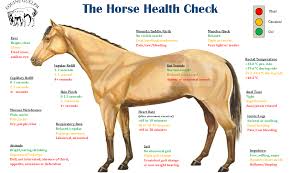 How To Take Your Horses Temperature Ecoequine